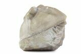 Bargain, Enrolled Asaphus Trilobite - Russia #363252-2